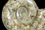 Polished Ammonite Fossil From Madagascar - Giant Specimen! #168528-5